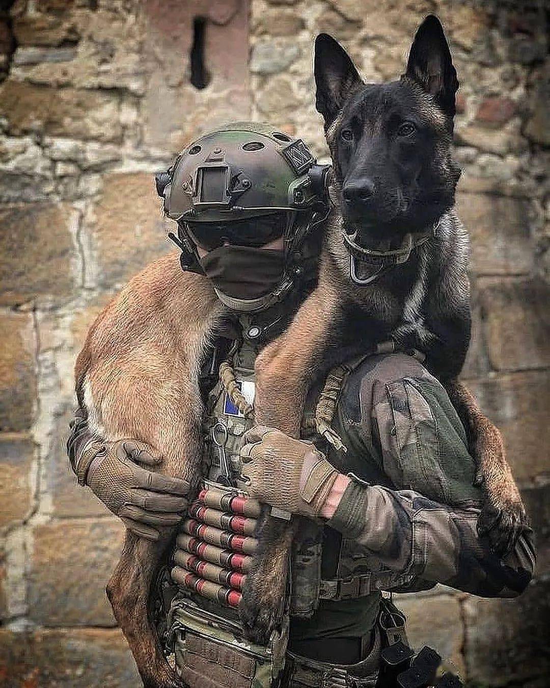 马犬为什么能成为主流的警犬,警犬种类马犬