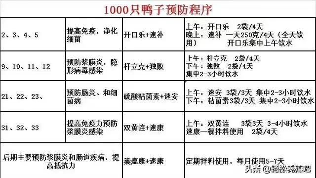 肉鸭摇头晃脑什么原因,肉鸭走路脚软怎么回事