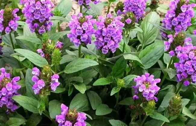 50种·蓝紫色系植物，尊享高贵典雅浪漫的视觉盛宴