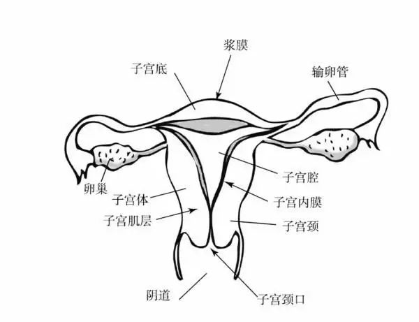 宫颈肿瘤侵犯膀胱直肠左侧输尿管,卵巢肿瘤压迫直肠
