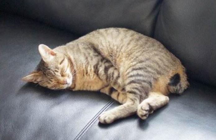 猫咪不出门需求驱虫吗,不出门的猫咪还用驱虫吗