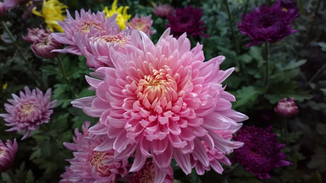 深秋时节的菊花展诗情画意,秋日赏菊30幅菊花图