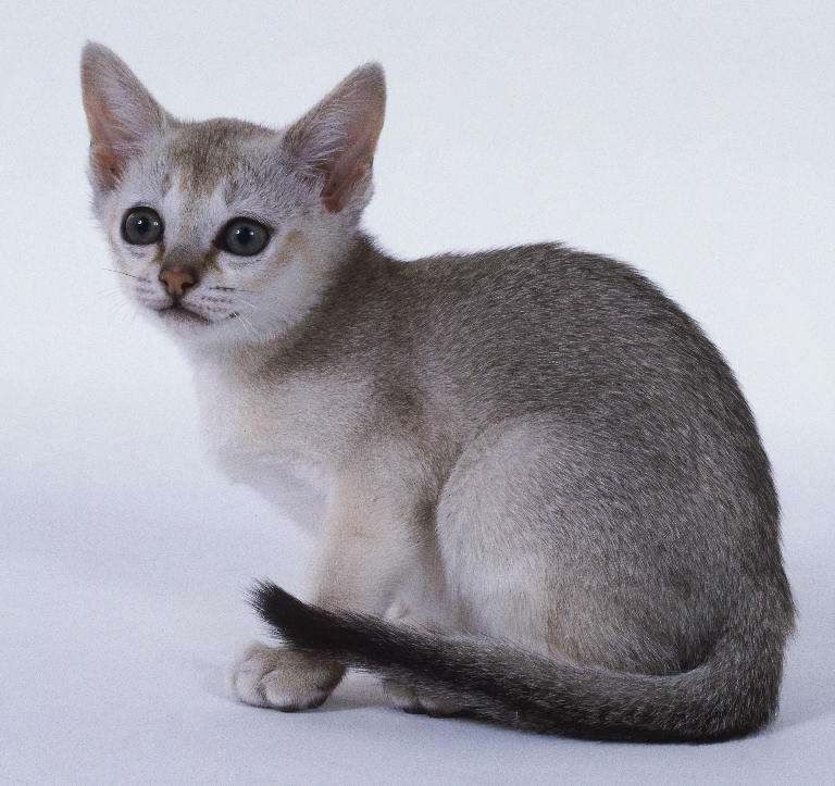 布偶猫拉血死了,布偶猫死了的照片
