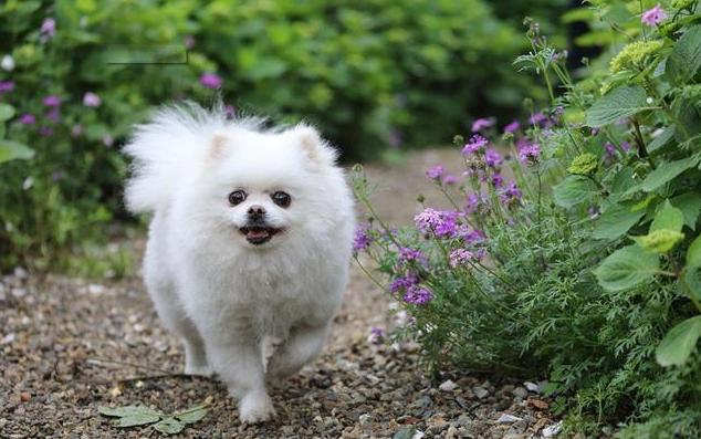博美犬多少钱一只最好,博美犬最少价格多少钱一只
