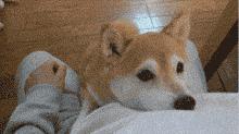 无良犬舍的秘密！过度繁殖导致狗狗子宫脱落！一度失去生活的希望