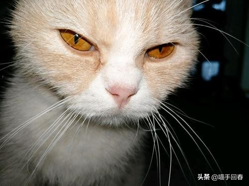 猫咪得了猫传腹站不起来几天会死,猫传腹口服441和针剂441的区分