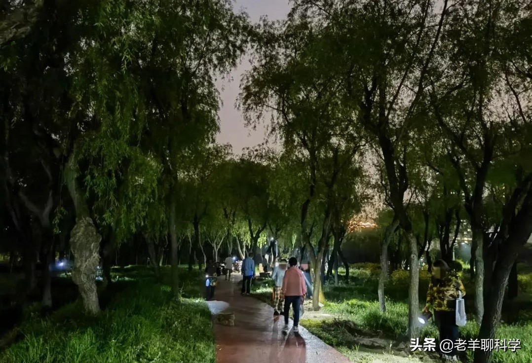 最近知了猴在哪个国家成灾,疯狂的知了