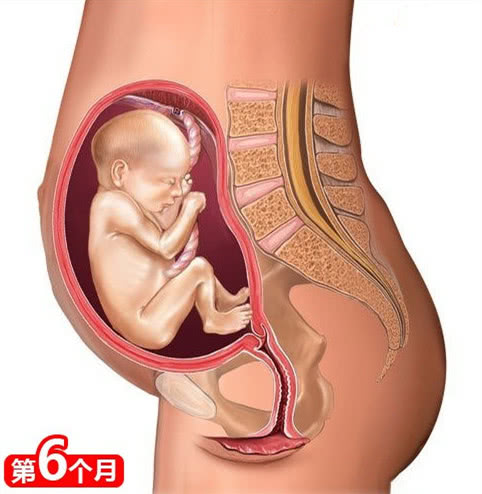 胎宝每周成长参考表,胎宝宝是怎么发育