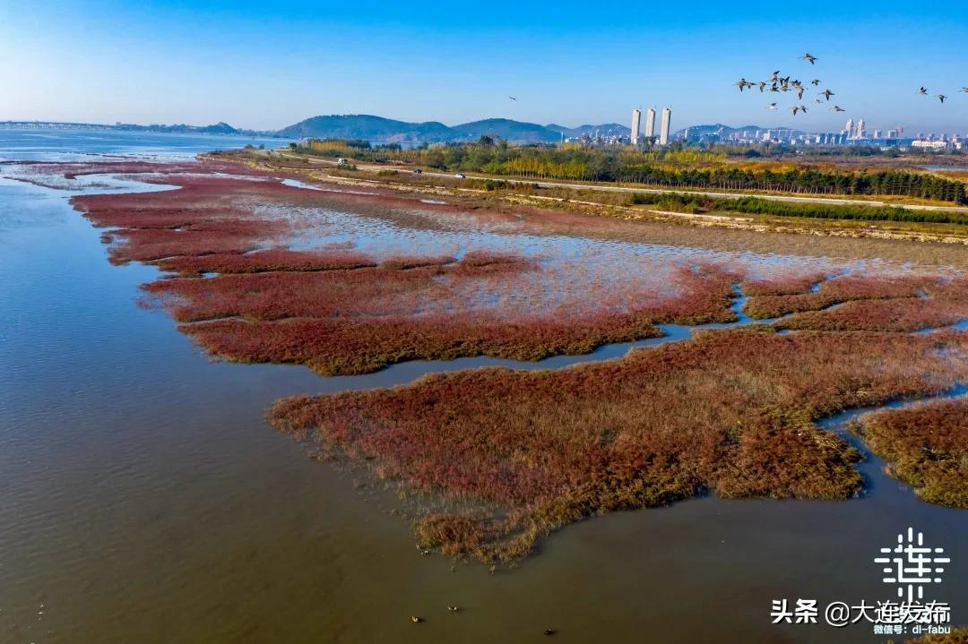 大连的海会冻冰吗,大连真实的海