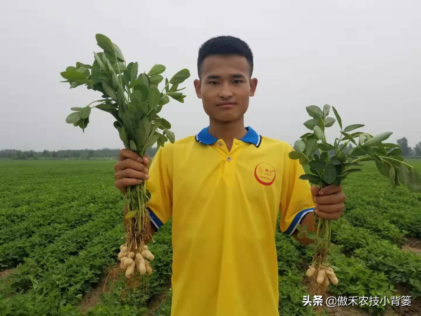 种花生高产施什么肥,作物开花了怎样施肥能多结果