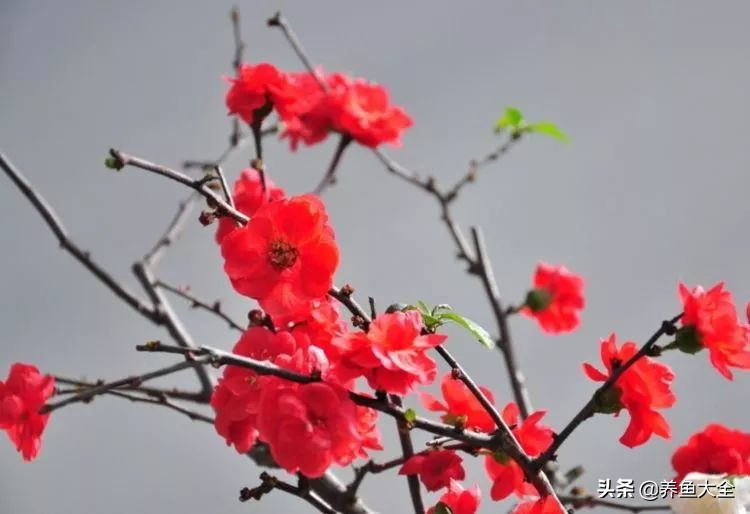 盆栽腊梅如何养？教你3个养护腊梅的小妙招，花开旺盛香飘满屋