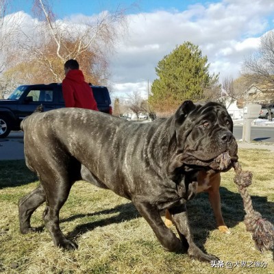 世界上被禁养的大猛犬,世界上被禁养的10大猛犬