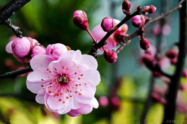 茶花是我国的十大名花吗,中国十大名花图片及花语