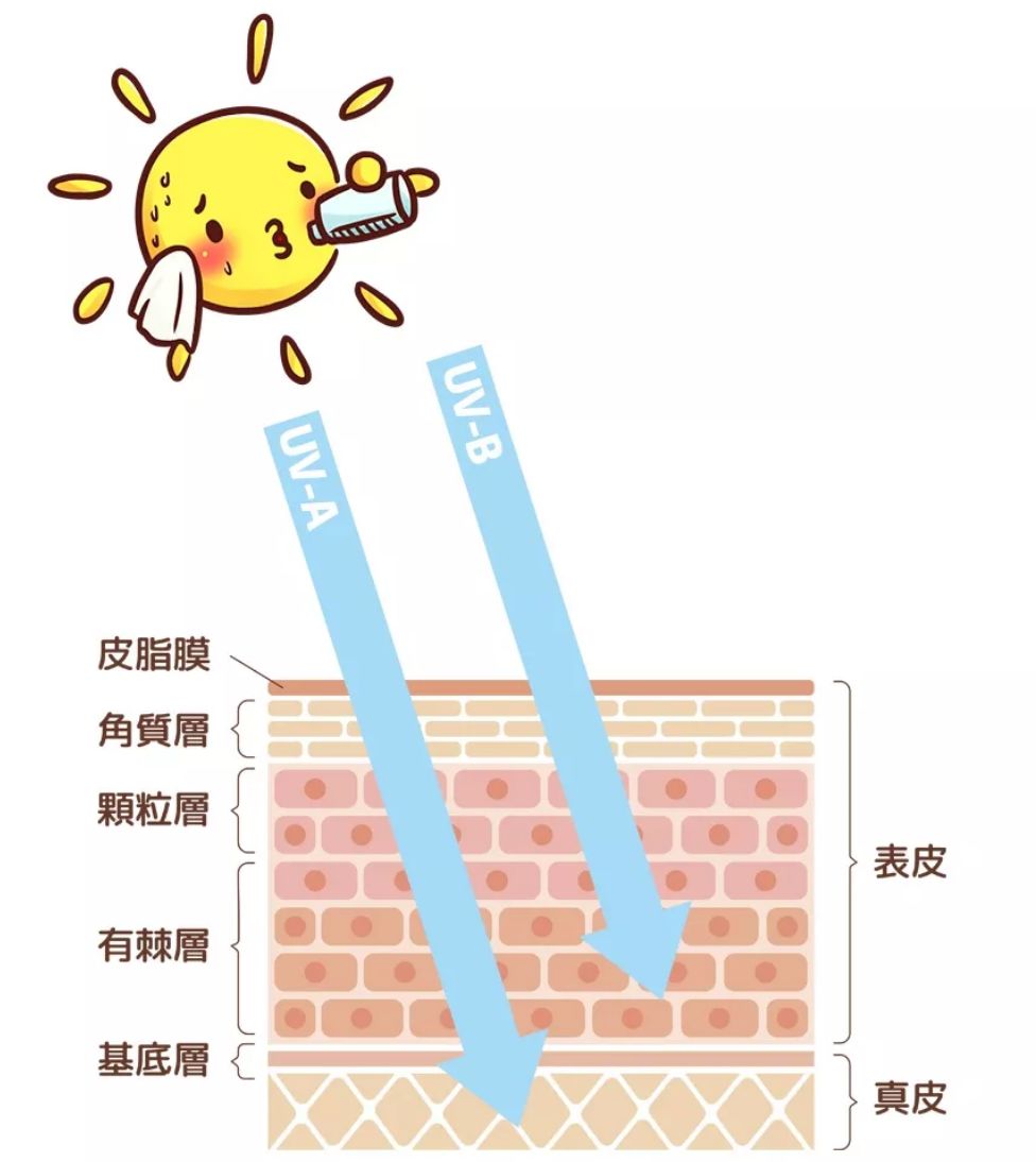 为什么要防晒才能防老,涂防晒真的可以防老吗
