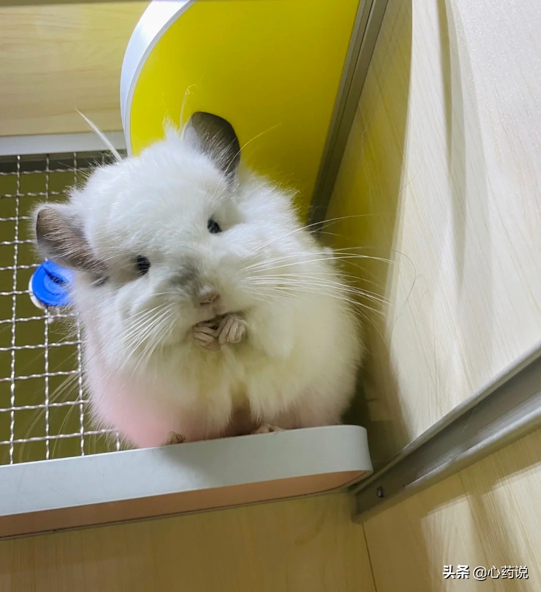 龙猫一对品种怎么选,龙猫入手前需求准备什么