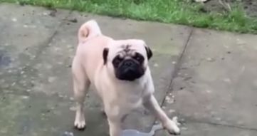 中国最古老的犬种巴哥犬,巴哥犬是禁养犬种吗