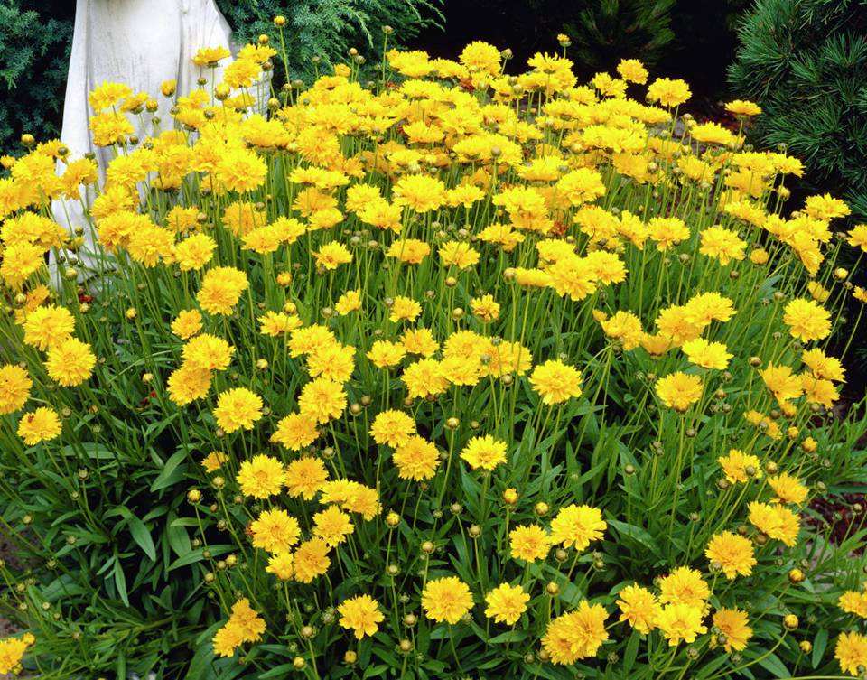 适合养老桩的菊花,适合室内养的小菊花