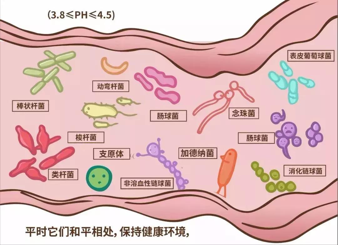 益生菌与脾胃健康,益生菌与健康运动能力