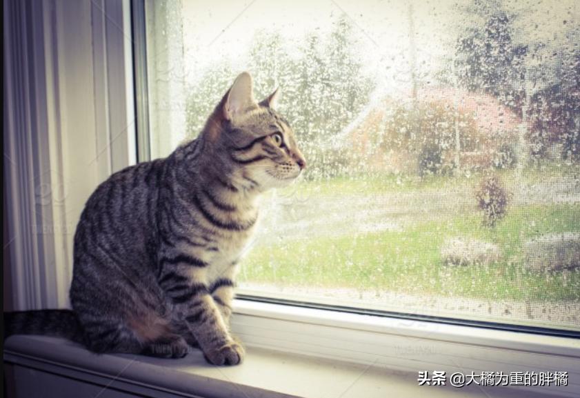 猫咪下雨应激怎么解决呢,为什么猫喜欢看下雨