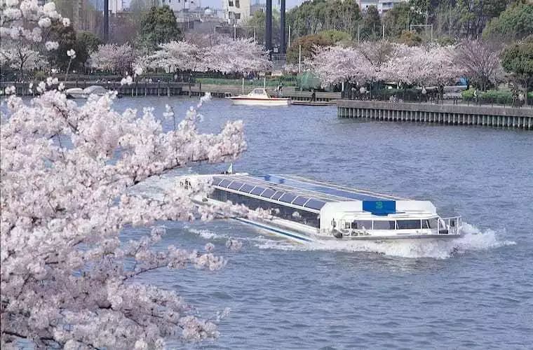 樱花季日本小众赏樱之旅,看樱花不知道去哪十大赏樱圣地