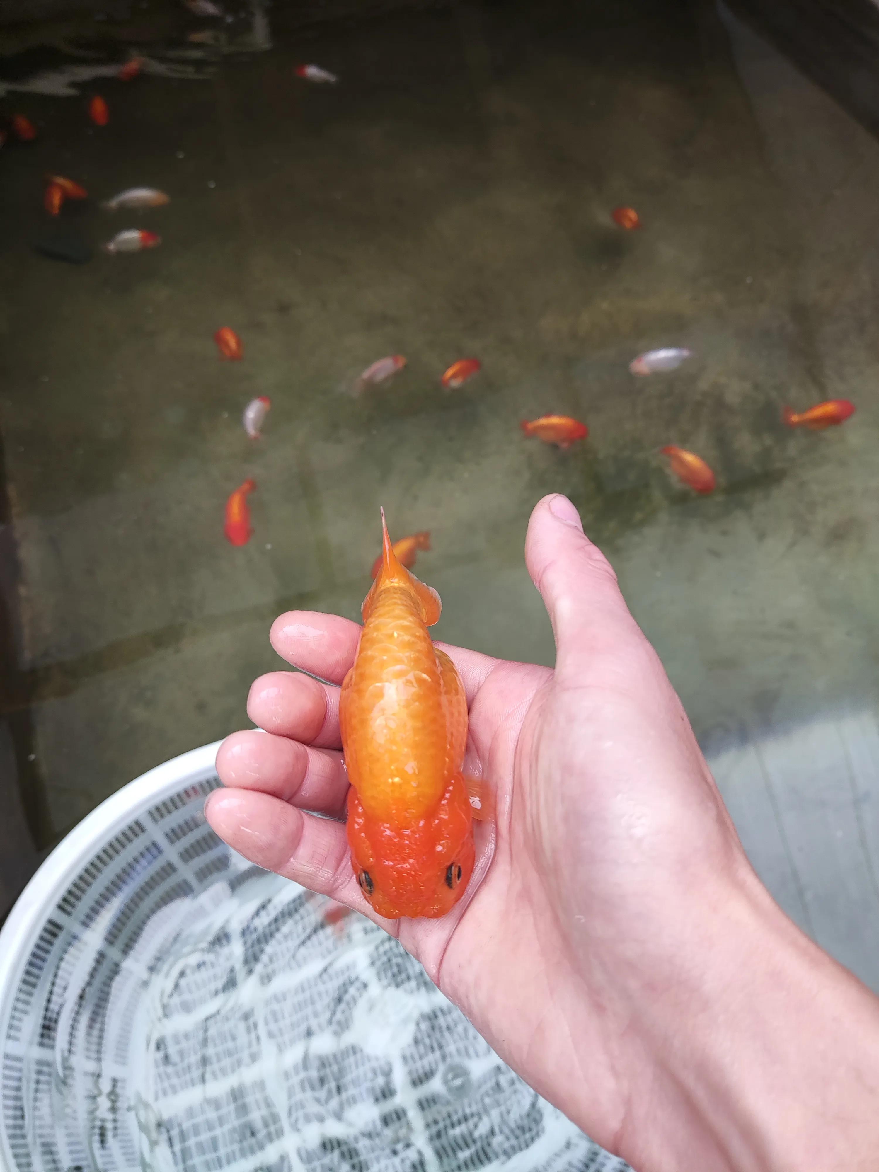 金鱼换水方法图解,金鱼怎么换水比较好