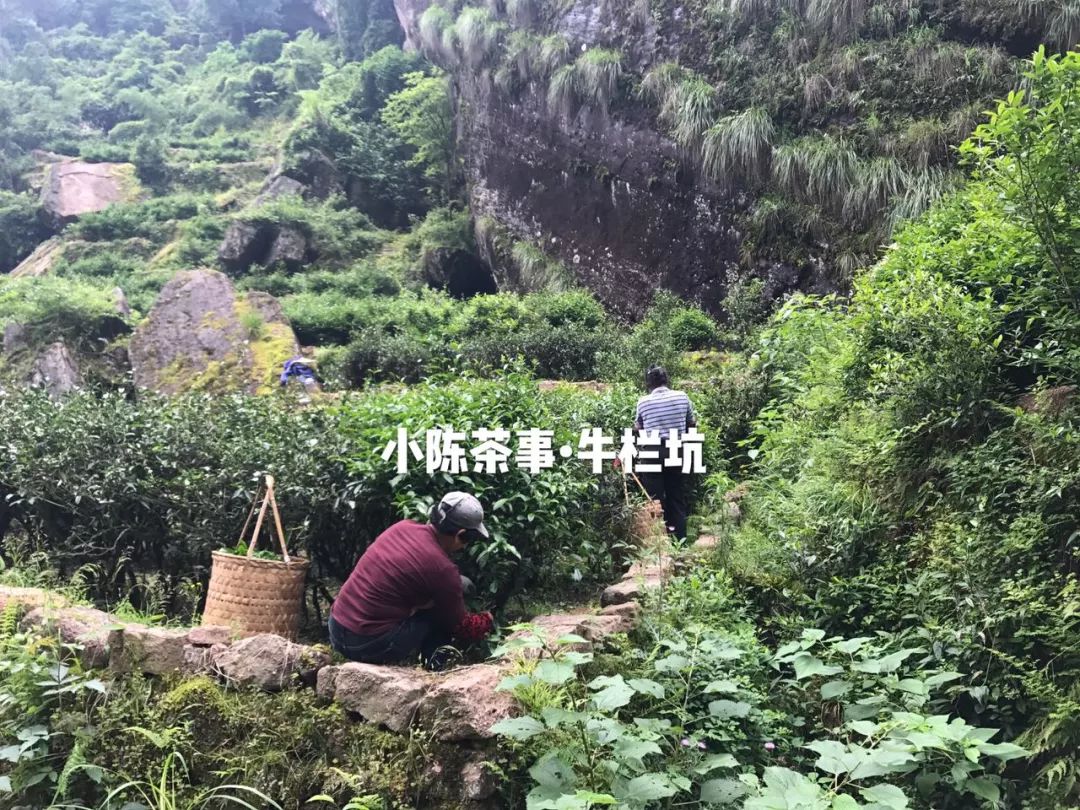 普洱茶古树茶小众山头,普洱茶古树茶与台地茶的区分在哪
