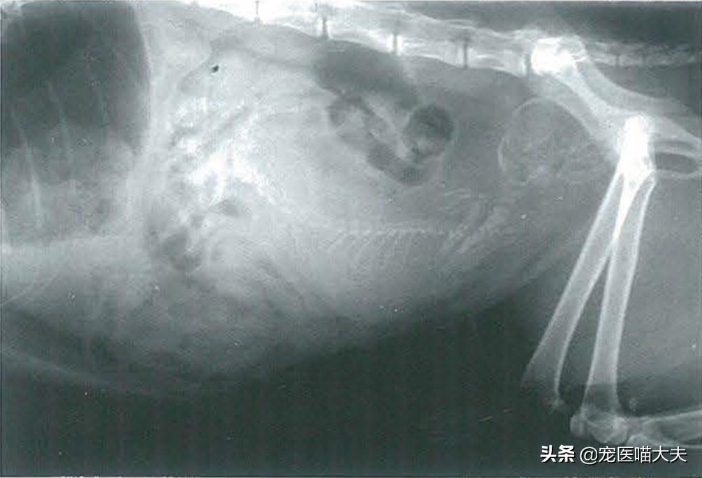 喵星人怎么治疗,猫咪健康问题及解决办法