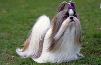 小型犬都容易得皮肤病吗,小型犬都有基因缺陷