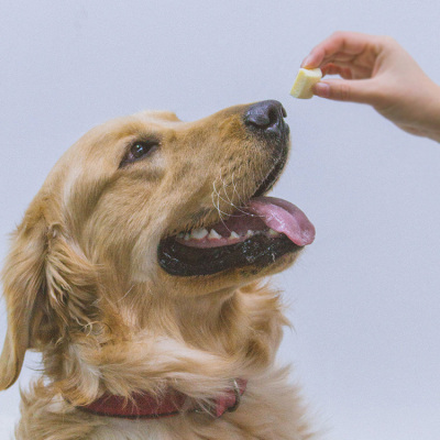 养金毛犬的6大益处,养金毛犬的注意哪些细节