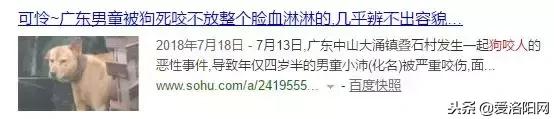 十大禁养猛犬名单,这8种猛犬必须要禁养