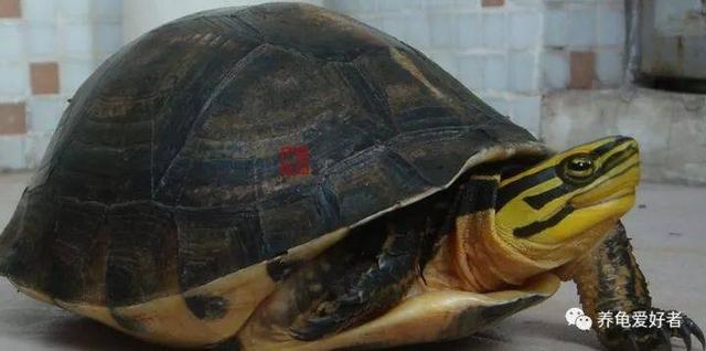 中华龟是水龟还是半水龟,半水陆龟
