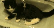 猫咪之前爱喝水突然就不爱喝水了,猫咪突然不吃饭也不喝水怎么回事