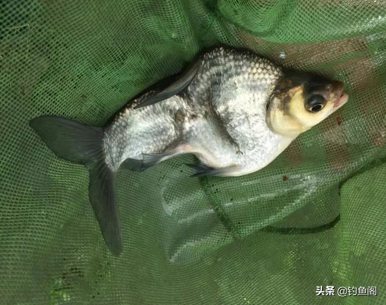 带香味的鱼,柴油味的鱼怎么处理没有柴油味