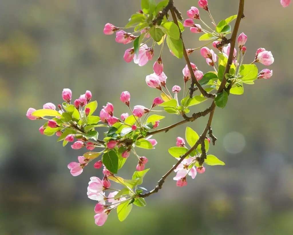 南通洲际绿博园春节免费吗,南通洲际绿博园有哪些免费项目