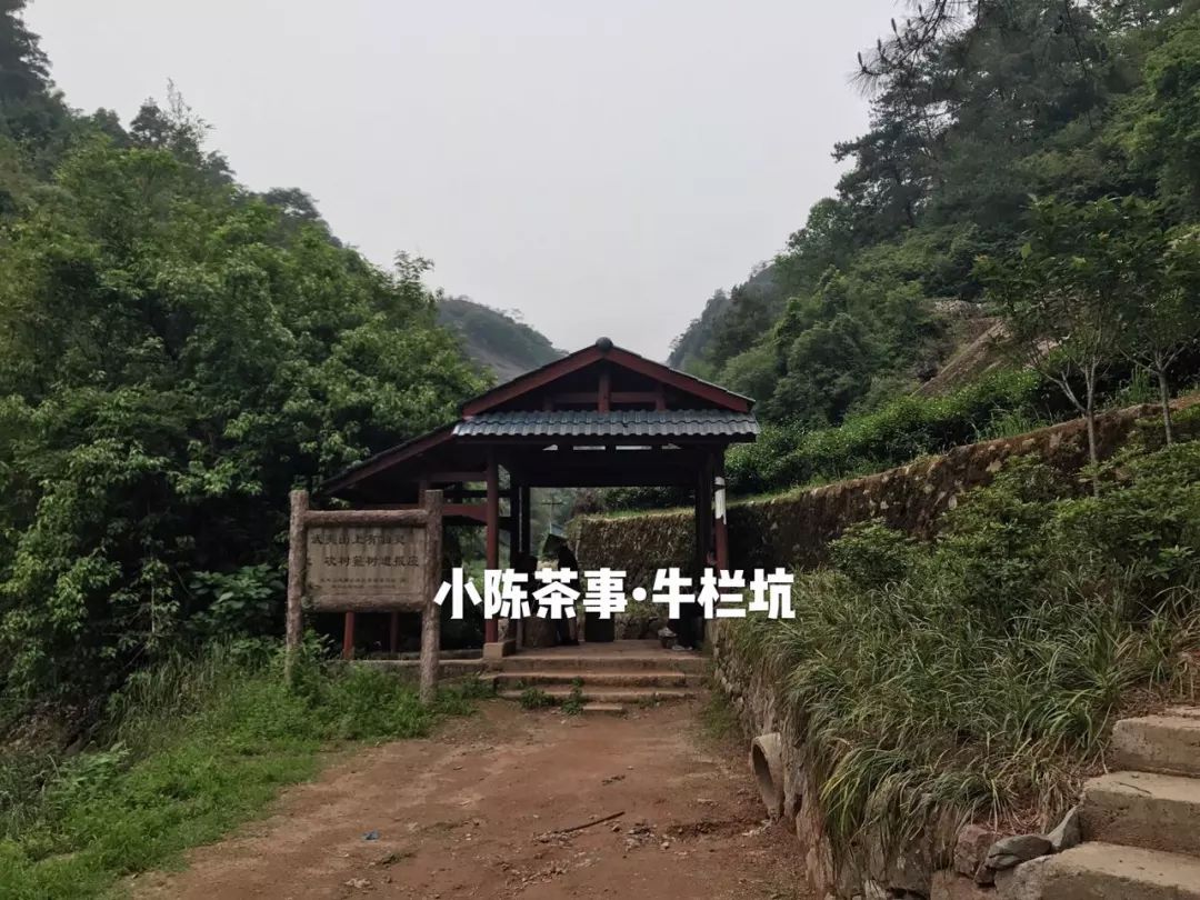 普洱茶古树茶小众山头,普洱茶古树茶与台地茶的区分在哪