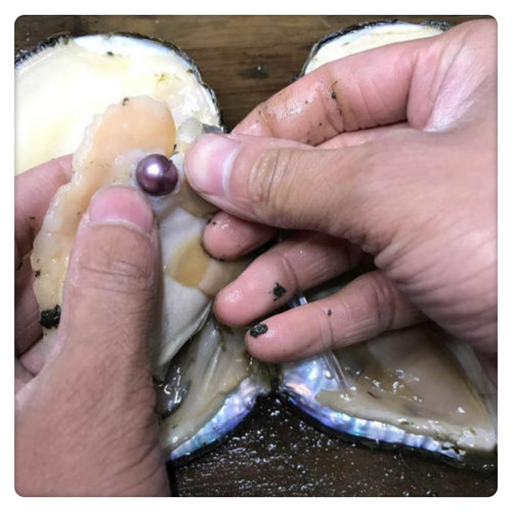 蚌取了珍珠肉还吃吗,开蚌壳取珍珠之后蚌肉能吃吗