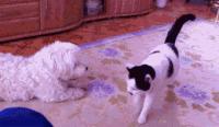 猫咪在床单上拉臭臭,猫咪上了厕所弄得家里很臭