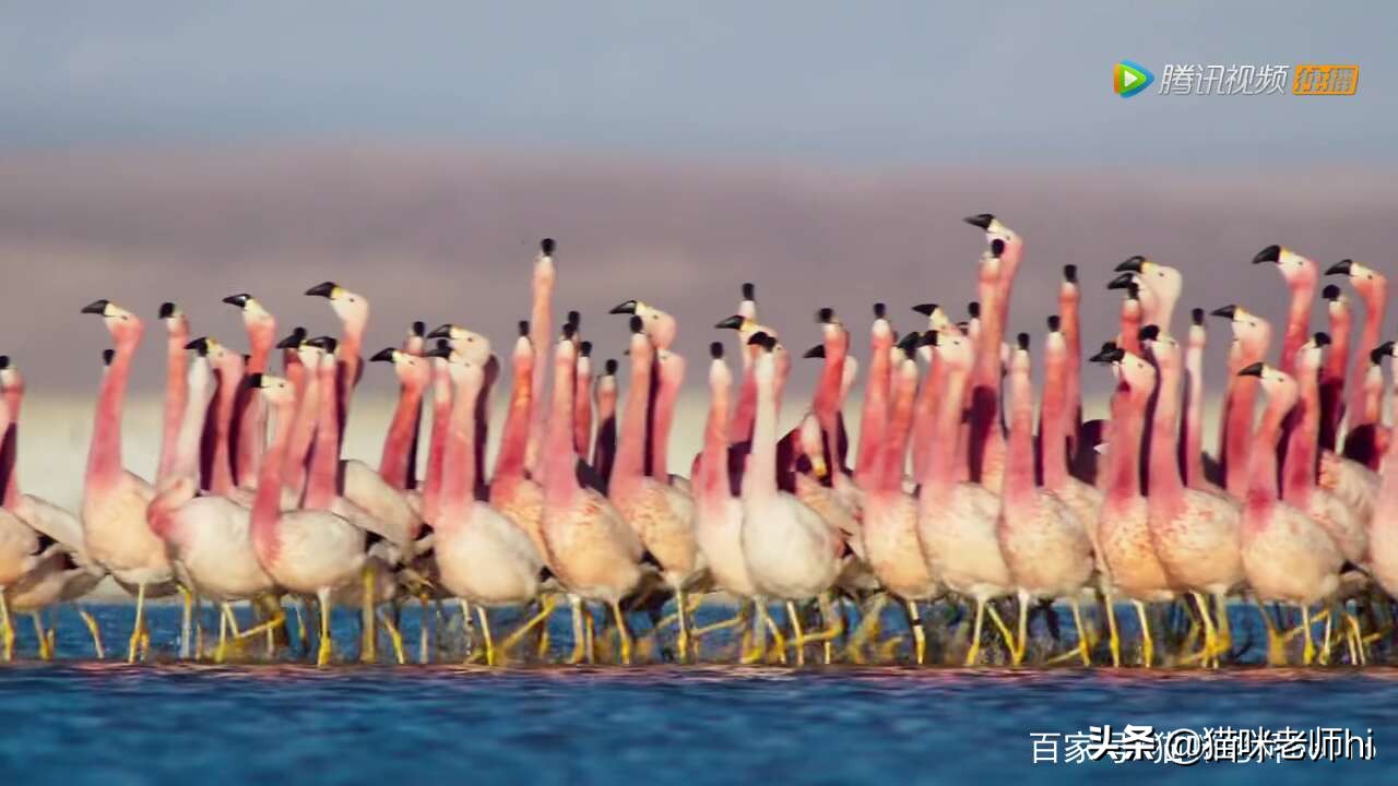 这种动物，你讲出它的名称，你是我尊重优秀的粉丝