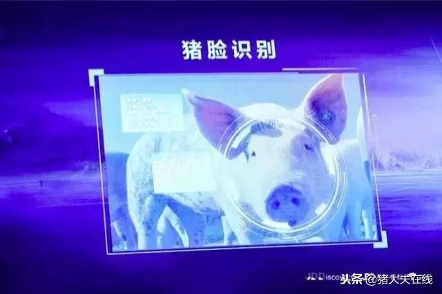 “京东猪”与网易、阿里养的猪有何异同？