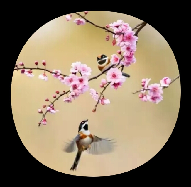 巜以苏轼之名，品味宋代极致美学》——王伟书法之十五