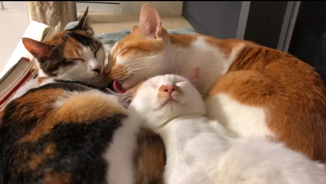 家养的猫咪需求打狂犬疫苗吗,家养的猫咪需求接种疫苗吗