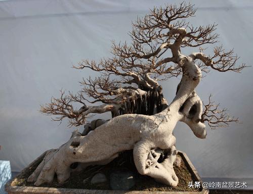 我喜欢的榕树盆景,泉州榕树盆景