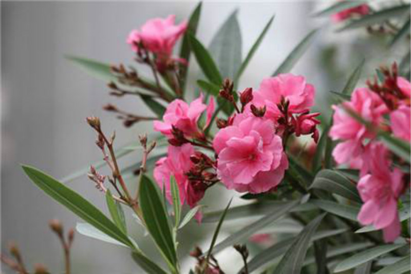 家里最毒的8种花,这四种花养在家里有毒