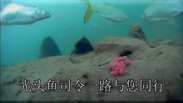含氧量过高鱼好钓吗,钓鱼怎样判断含氧量高和低