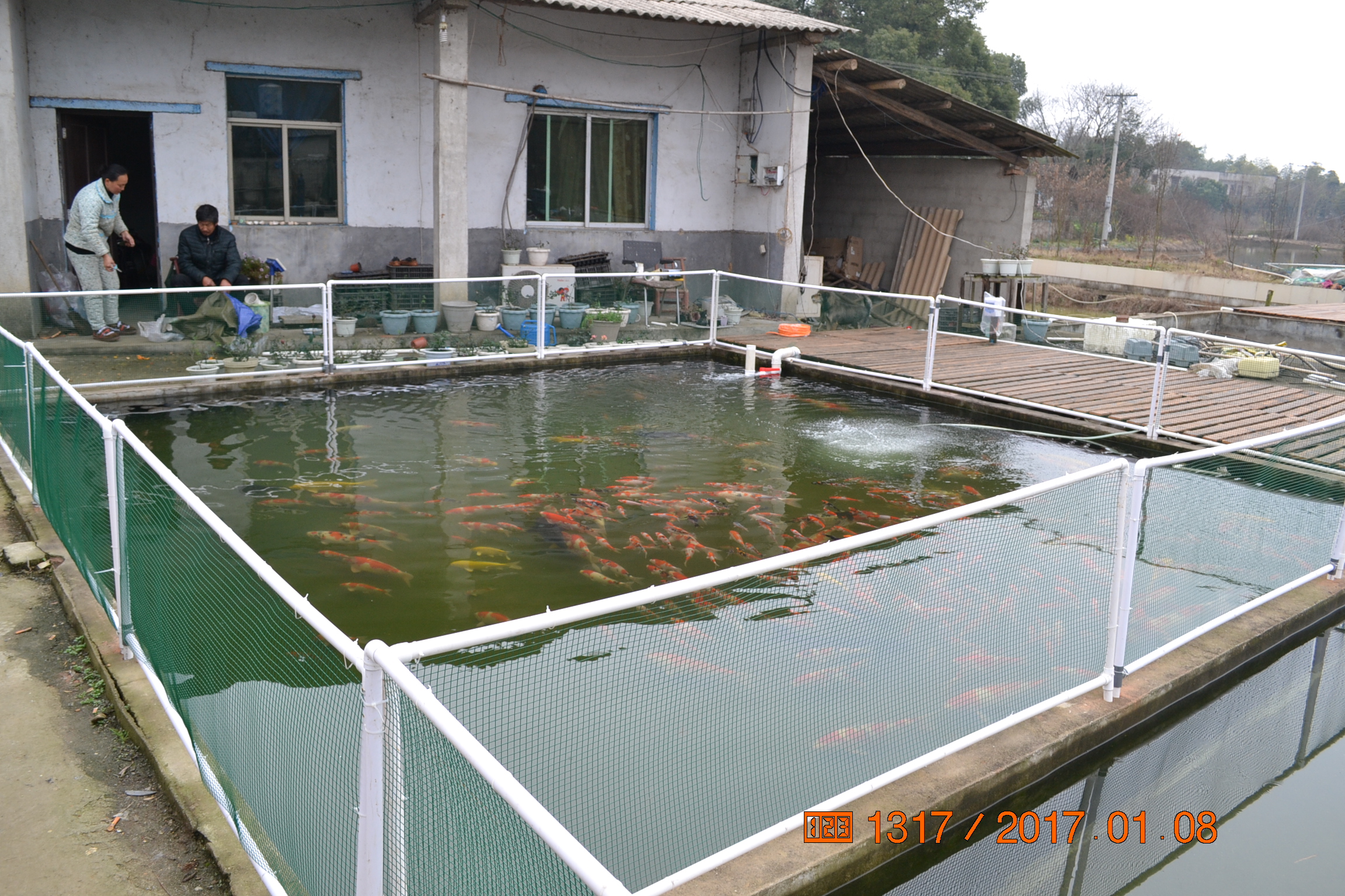 湖南最好的锦鲤养殖基地,湘潭锦鲤养殖
