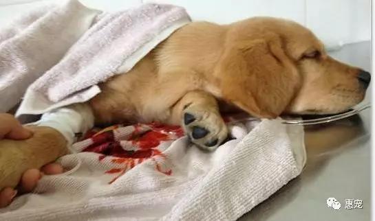 发现狗狗大便带血？别怕！这些帮你快速定位病因！
