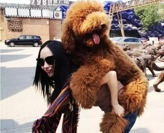 巨型贵宾犬和标准贵宾犬的区分,标准贵宾犬和巨型贵宾犬