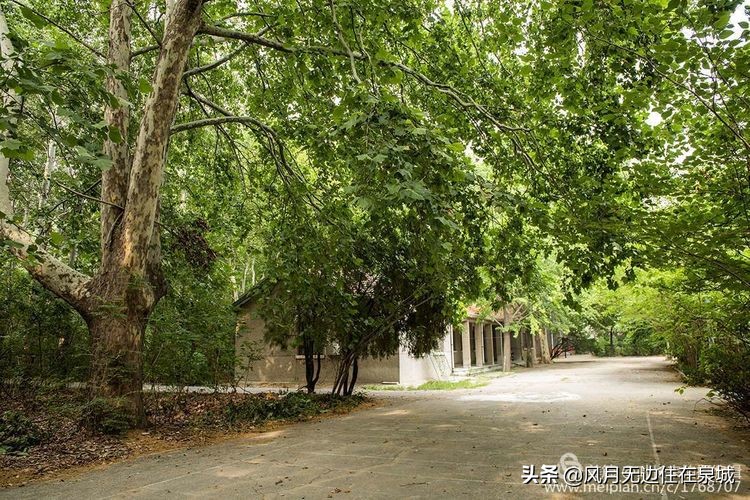 济南的法国梧桐,济南梧桐树美景