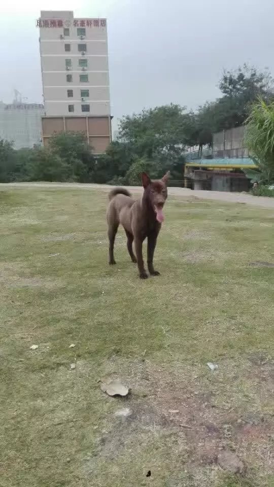 童年往事之我和狗