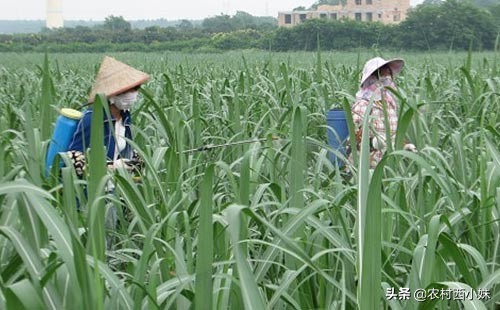 棉蚜虫最佳治疗方法,甘蔗棉蚜虫用什么药消灭